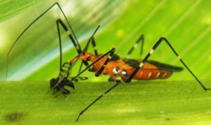 Adult milkweed assassin bug feeding on a cornsilk fly