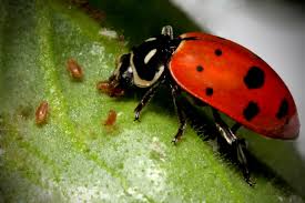 Ladybugs feeding on Aphids