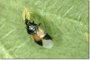 Minute pirate bug eating an aphid