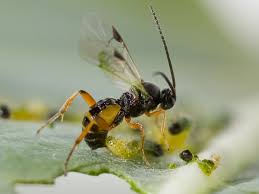 Parasitic wasp laying eggs into a caterpillar