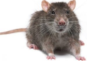 rodent diseases