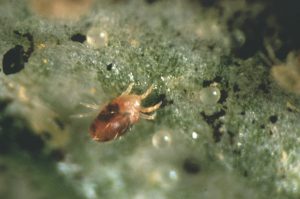 Adult Spider mite