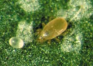 Adult and egg of the predatory mite
