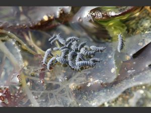 Shore or sea Springtails