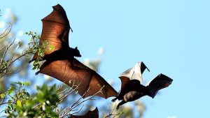 Bats are connected to the Hendra virus