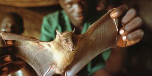 383490 19: A Ugandan man displays a bat he captured for food December 1, 2000 in a cave in Guru Guru, Uganda. Bats are being studied as one possible carrier of the Ebola virus. (Photo by Tyler Hicks/Getty Images)