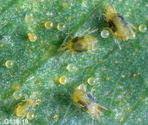  two-spotted spider mites