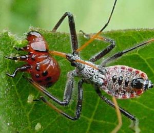 Assassin bug feeding on  Colorado Potato Beetle