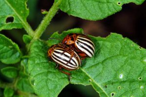 Colorado Potato Beetles