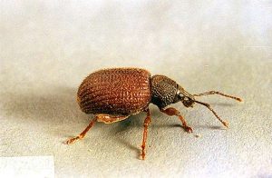 Rough strawberry root weevil