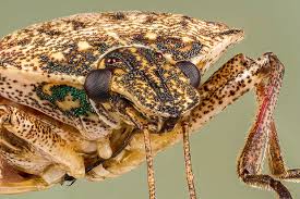 the brown marmorated stink bug