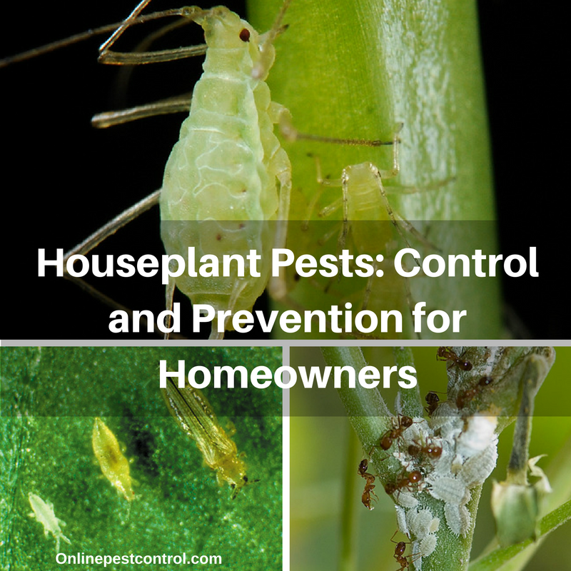 Houseplant Pests Control and Prevention for Homeowners
