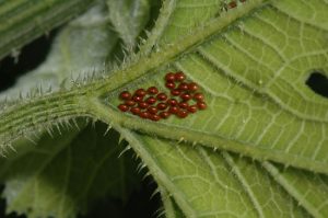 squash-bug-eggs-on-leaf