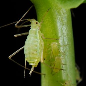 Aphids - Houseplant pests