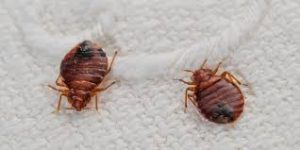 bedbugs