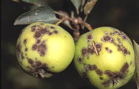 apple-scab-disease