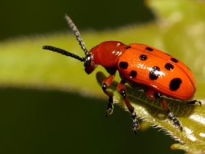 Spotted Asparagus Beetle Control