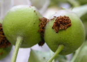 Codling Moth entry on apple