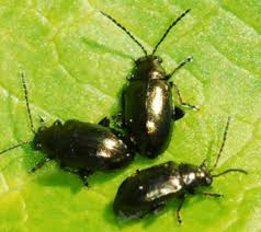  Flea beetle