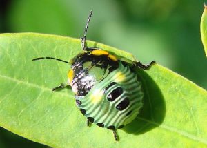 Green Stink Bug (Acrosternum hilare) nymph