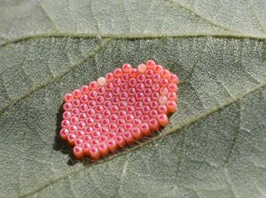 Southern Green Stink Bug eggs
