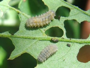 Spinach Flea Beetle larvae 