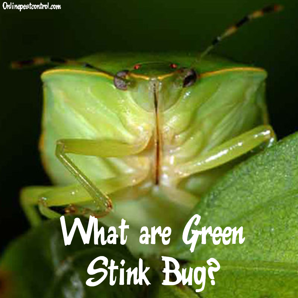 What are green stink bugs and how to identify them online pest control