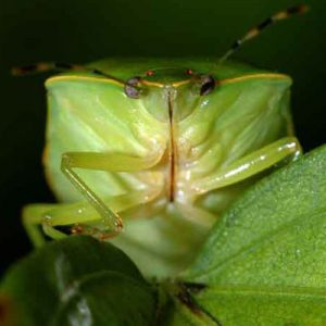  green stink bugs