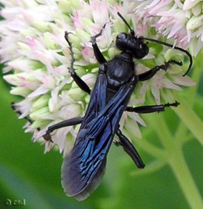 Female Great Black wasp