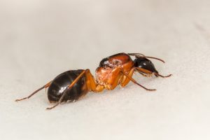 Queen sugar ant - Frequently Asked Questions About Sugar Ants 