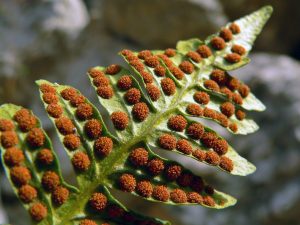 Spores on a fern plant
