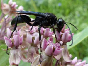 The Great Black Wasp