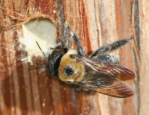 Eastern Carpenter Bee With Nest Hole