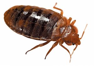 A typical bed bug