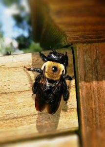 A carpenter bee 