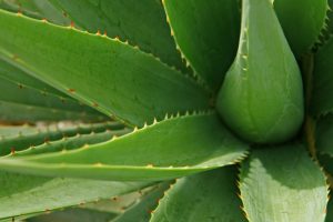 Aloe Vera - Get Rid of Bed Bug Bites