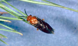 Adult female redheaded pine sawfly