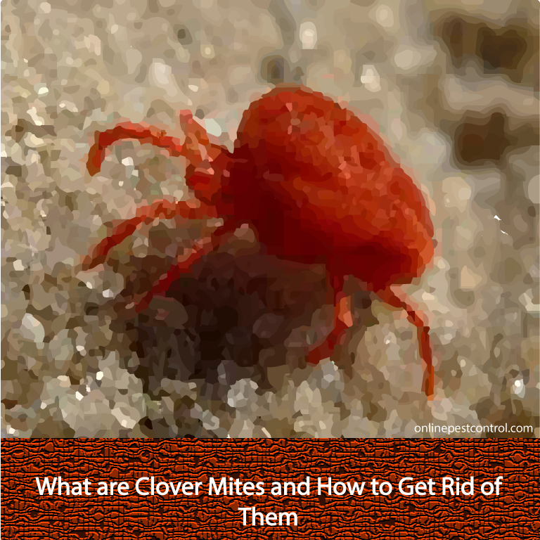 what-are-clover-mites-and-how-to-get-rid-of-them-online-pest-control