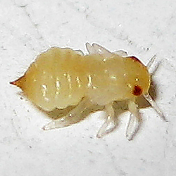 Hackberry gall psyllid nymph
