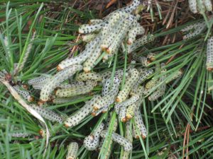 Redheaded Pine Sawfly Larvae