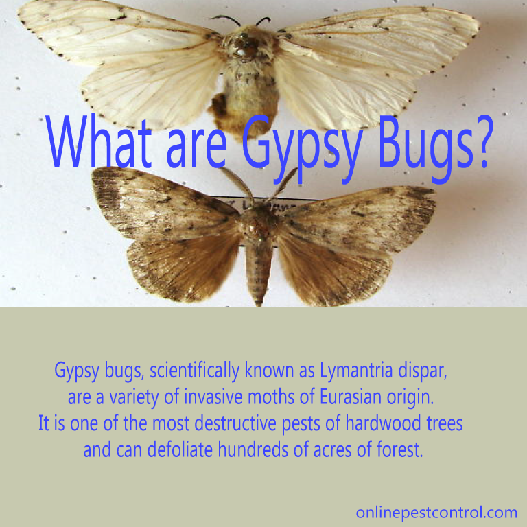 What are Gypsy Bugs