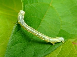 Fall Cankerworm - What are cankerworms