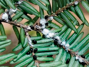 Hemlock Woolly Adelgid