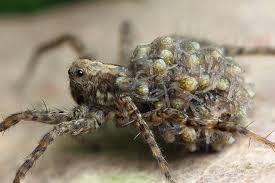 A wolf spider carrying her young ones