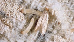 Clothes moths on a wool rug