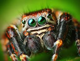 Jumping Spider - Common house spiders
