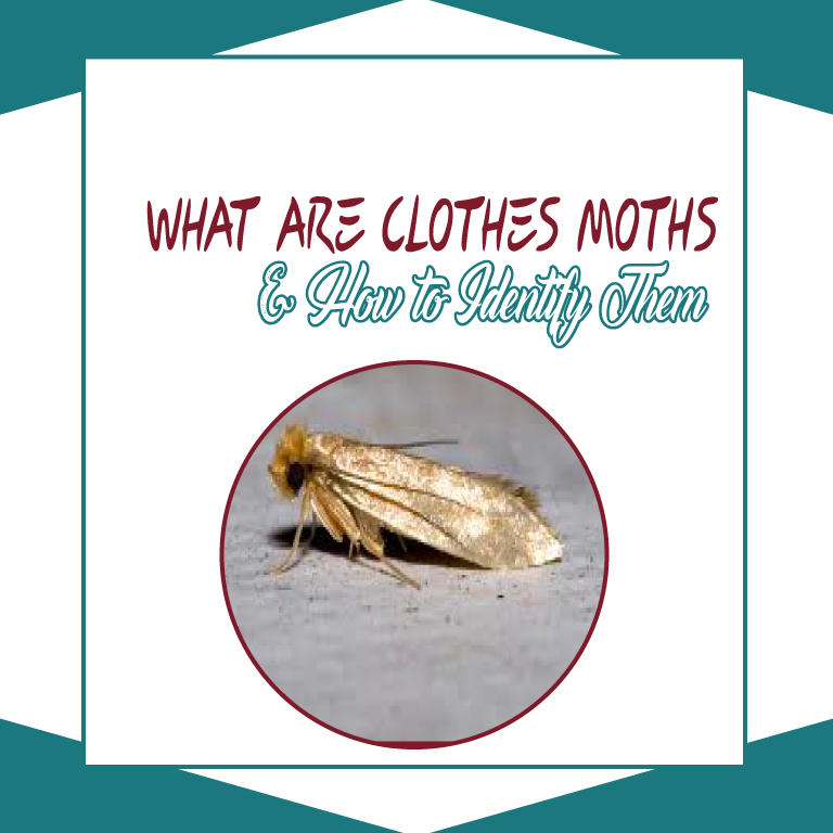 What Are Clothes Moths And How To Identify Them Online Pest Control