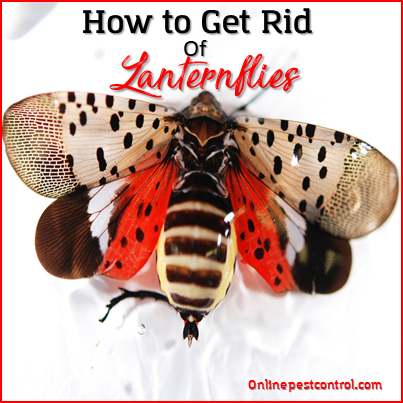 How to Get Rid of Lanternflies Onlinepestcontrol