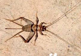 Indian House Cricket - how to get rid of house crickets